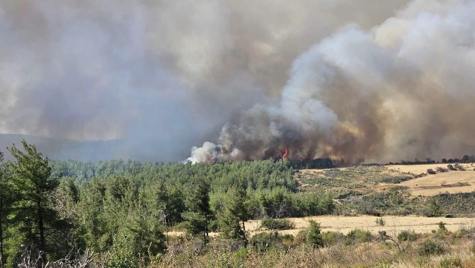A forest fire with smoke. A forest fire with smoke.