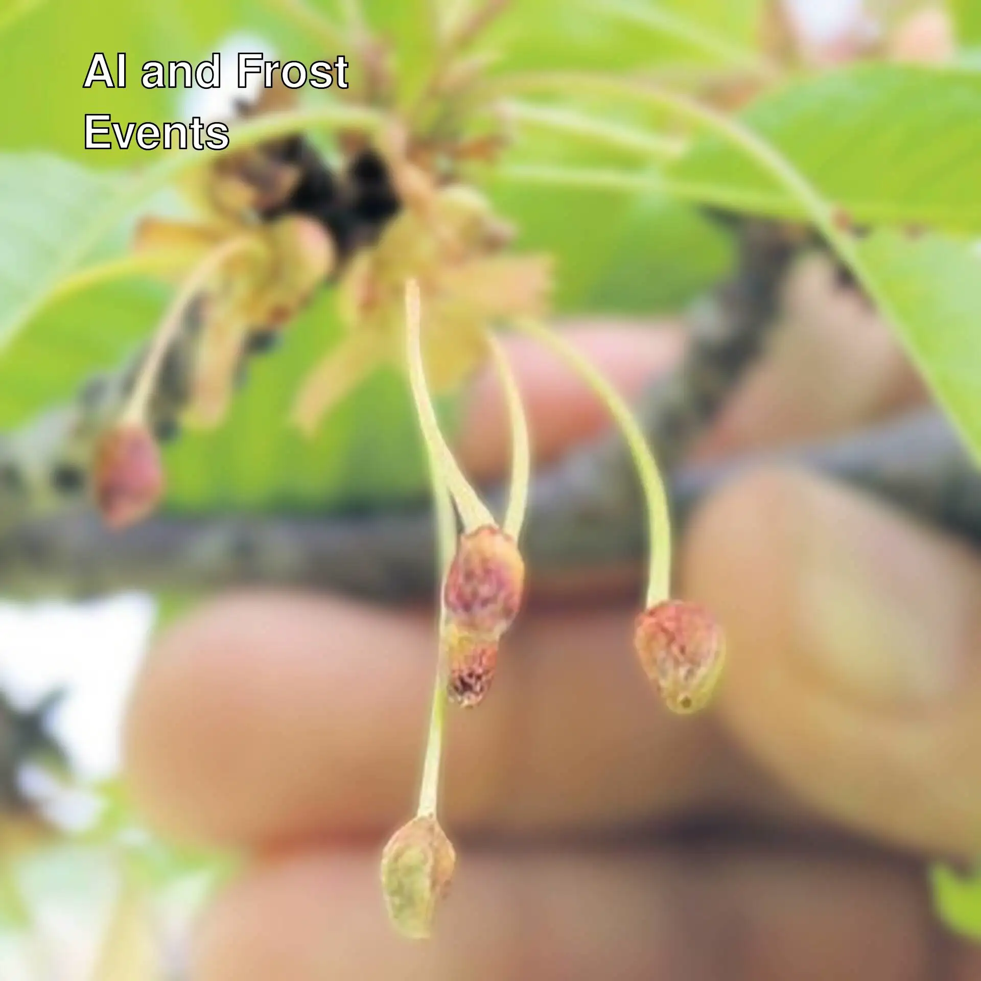 A close-up of a branch with leaves.
