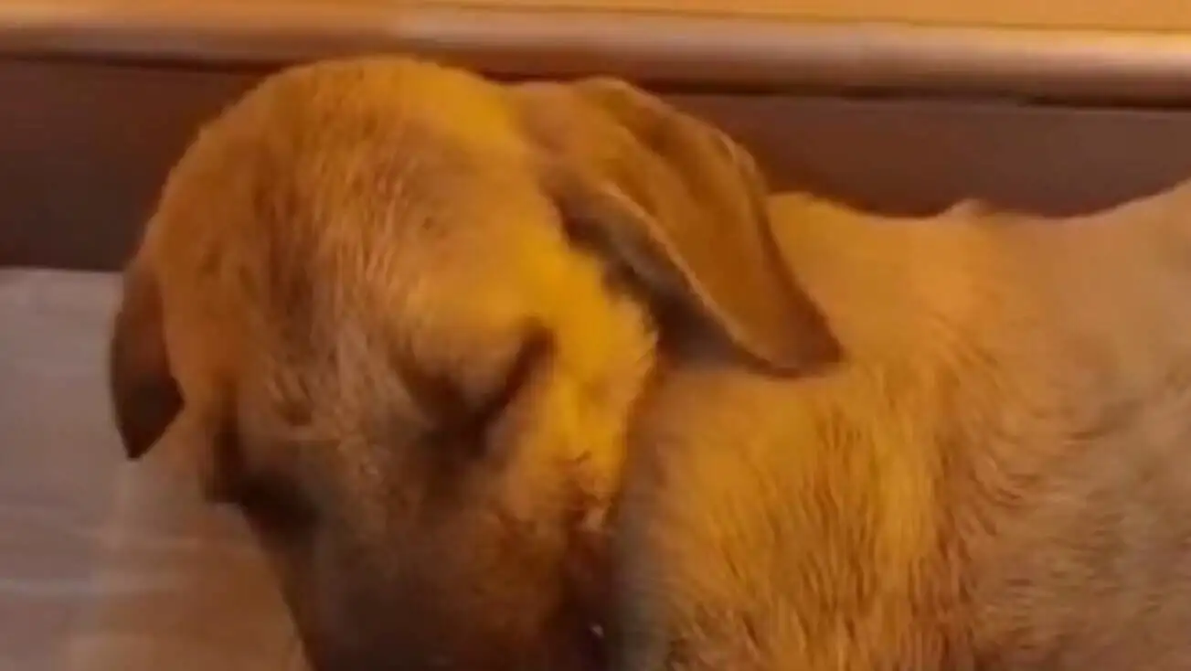 The injured puppy was taken for treatment. The injured puppy was taken for treatment.