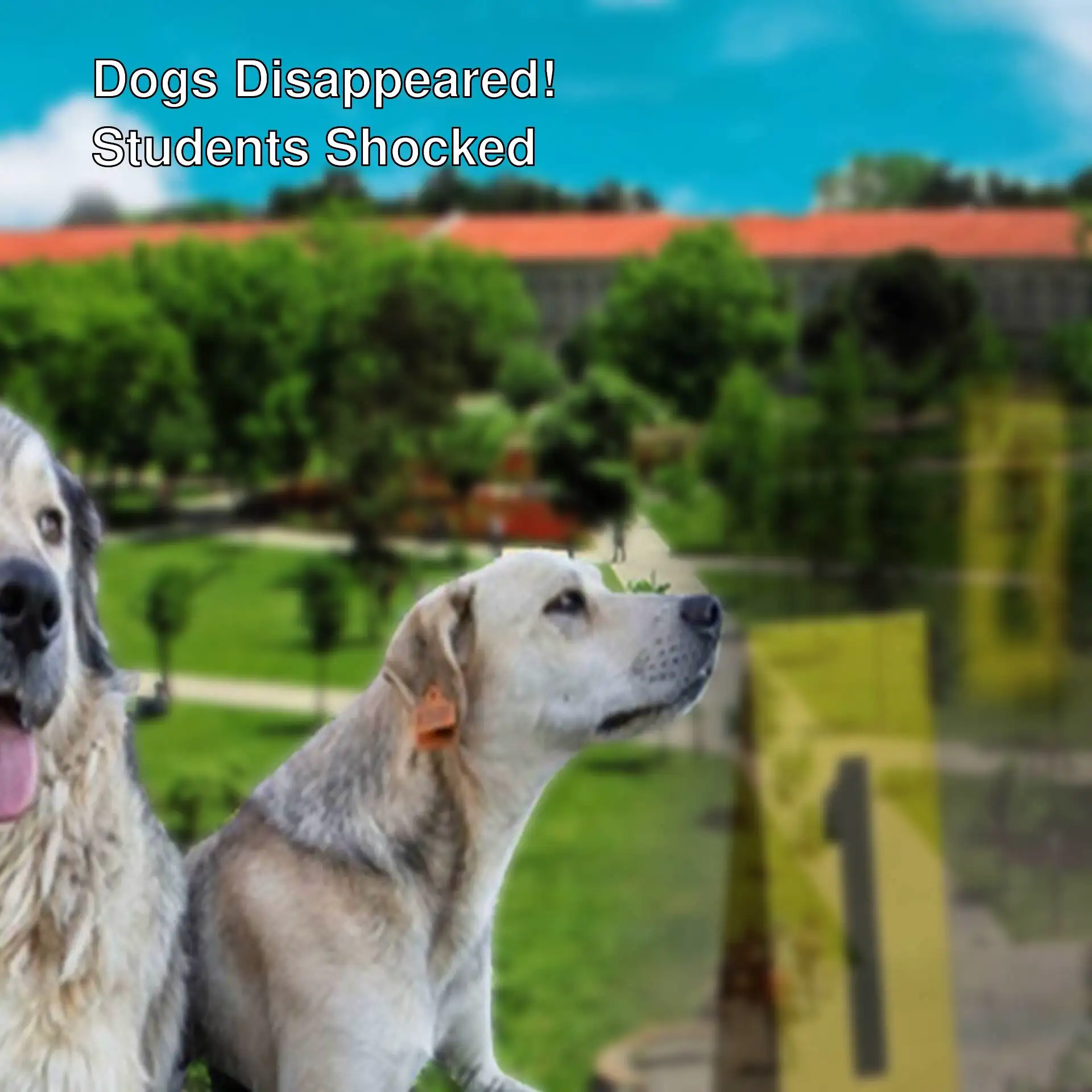 Two dogs looking at a park.