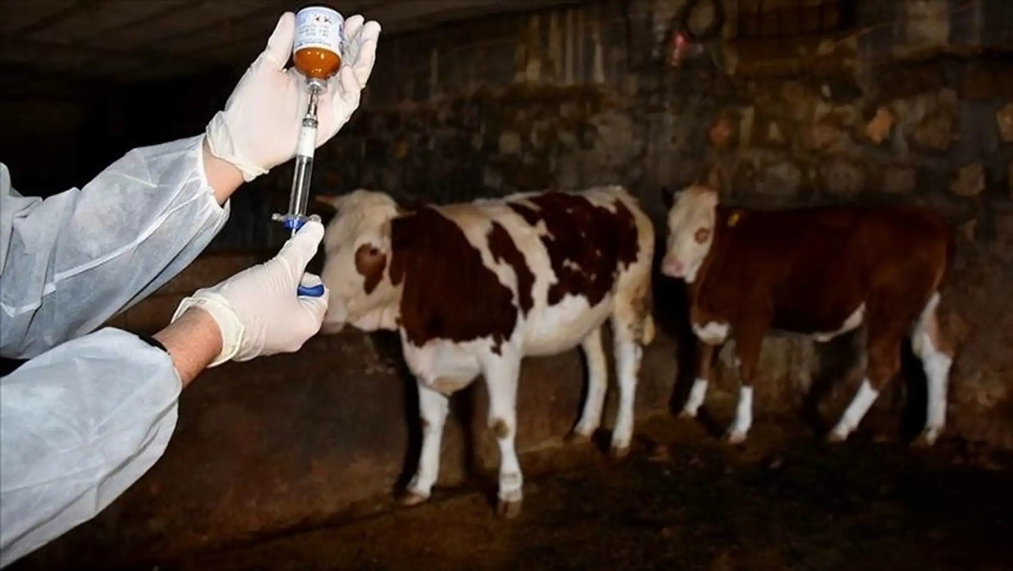 A person holding a syringe with a brown liquid in their hand. A person holding a syringe with a brown liquid in their hand.