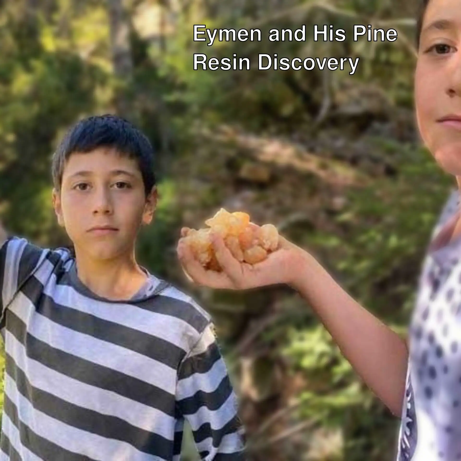 Eymen collecting pine resin