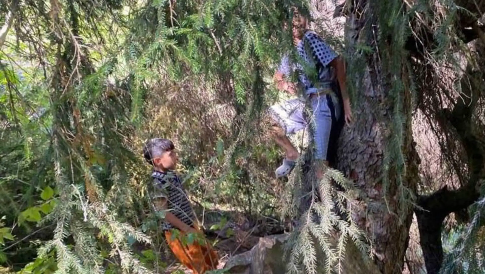 Eymen and his father climbing a tree to collect resin.