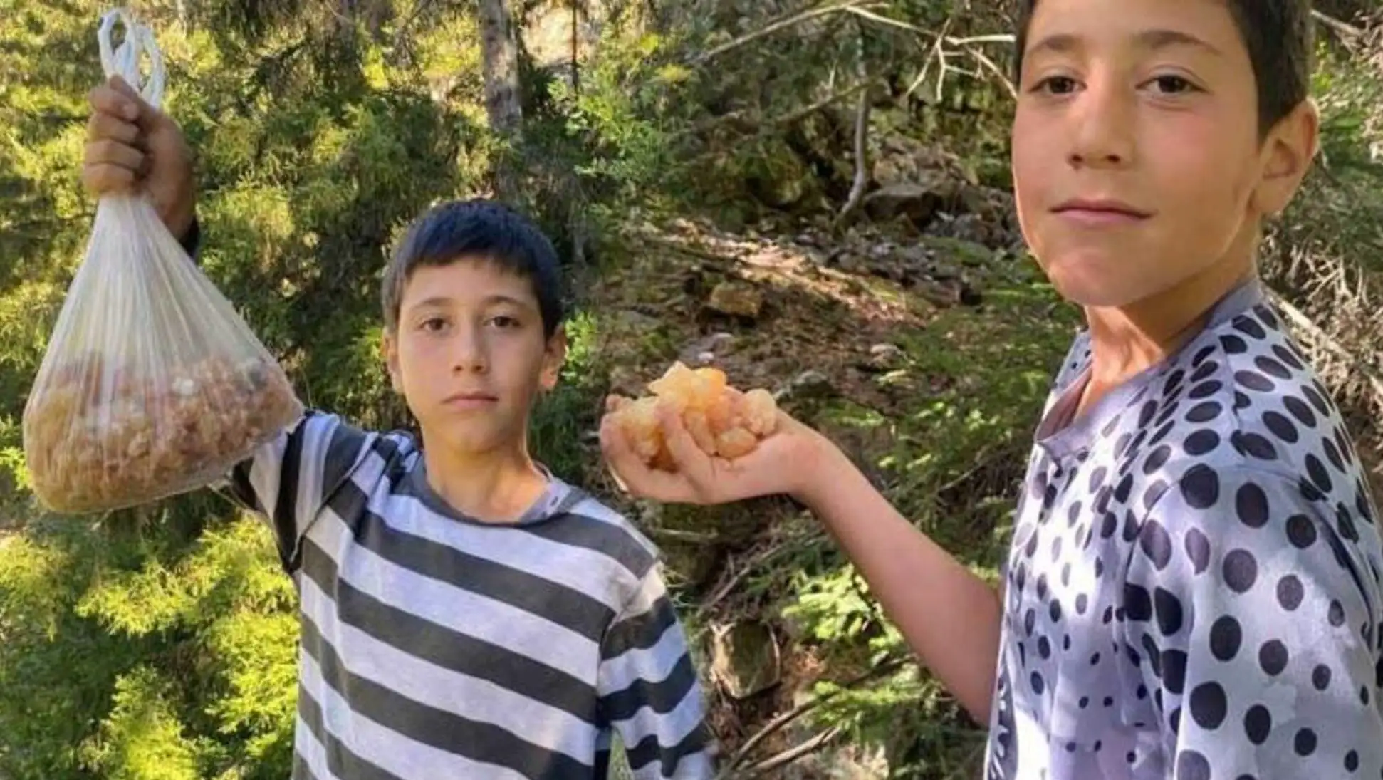 Eymen and his friends collecting pine resin in the forest.