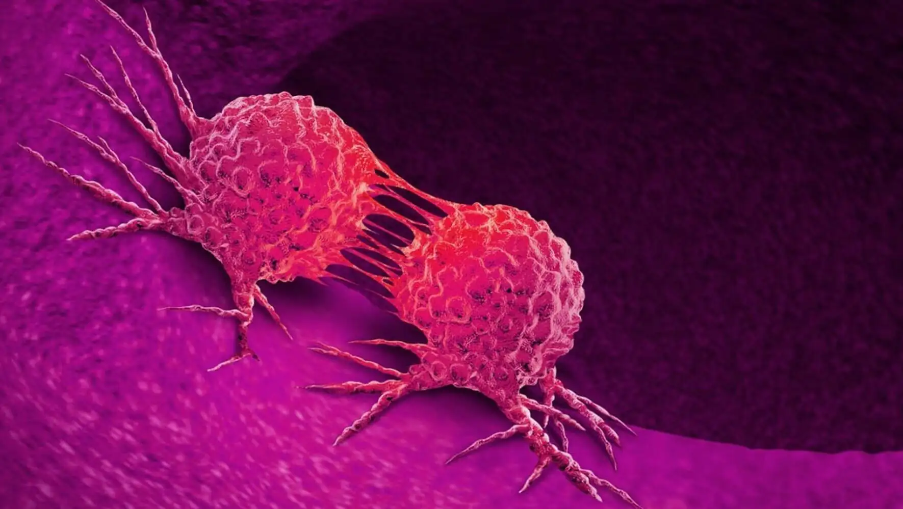 A close-up of a pink cell.