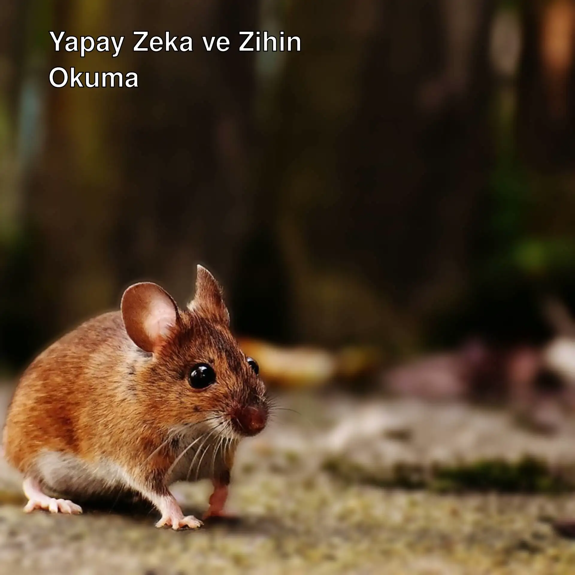 Farelerin zihinlerini okuma üzerine yapılan araştırmalar.