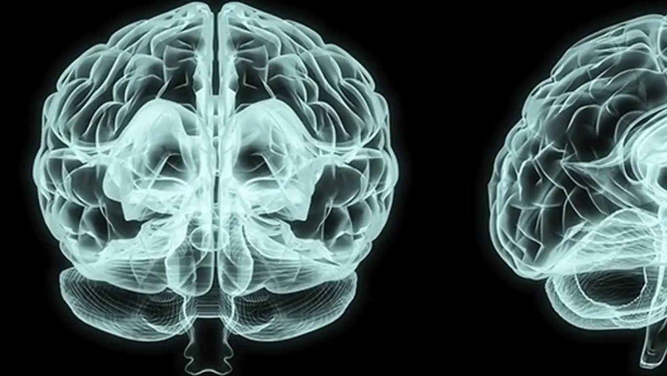 Research on reading the minds of mice. Research on reading the minds of mice.