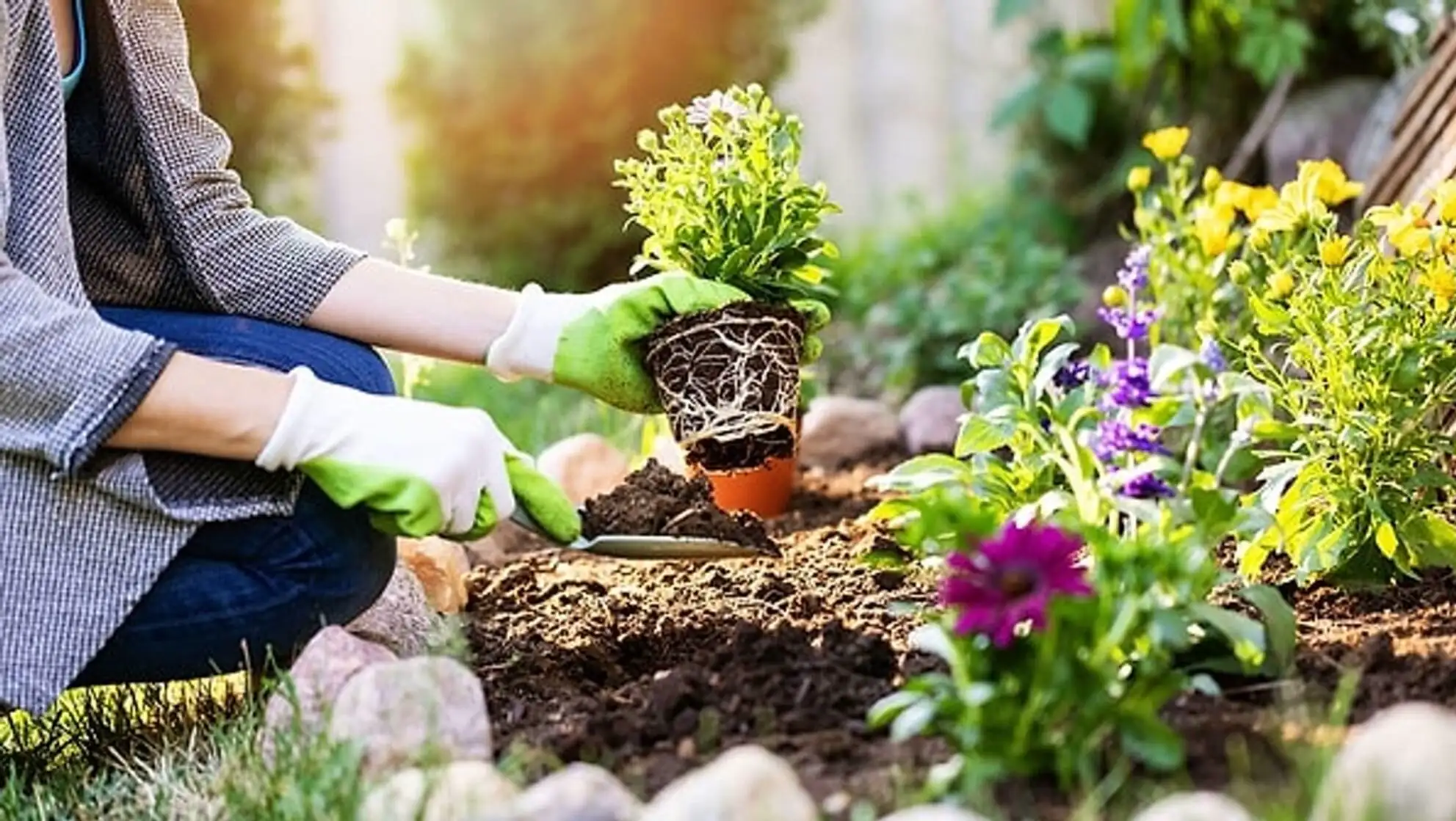 A person planting a plant in the dirt. A person planting a plant in the dirt.
