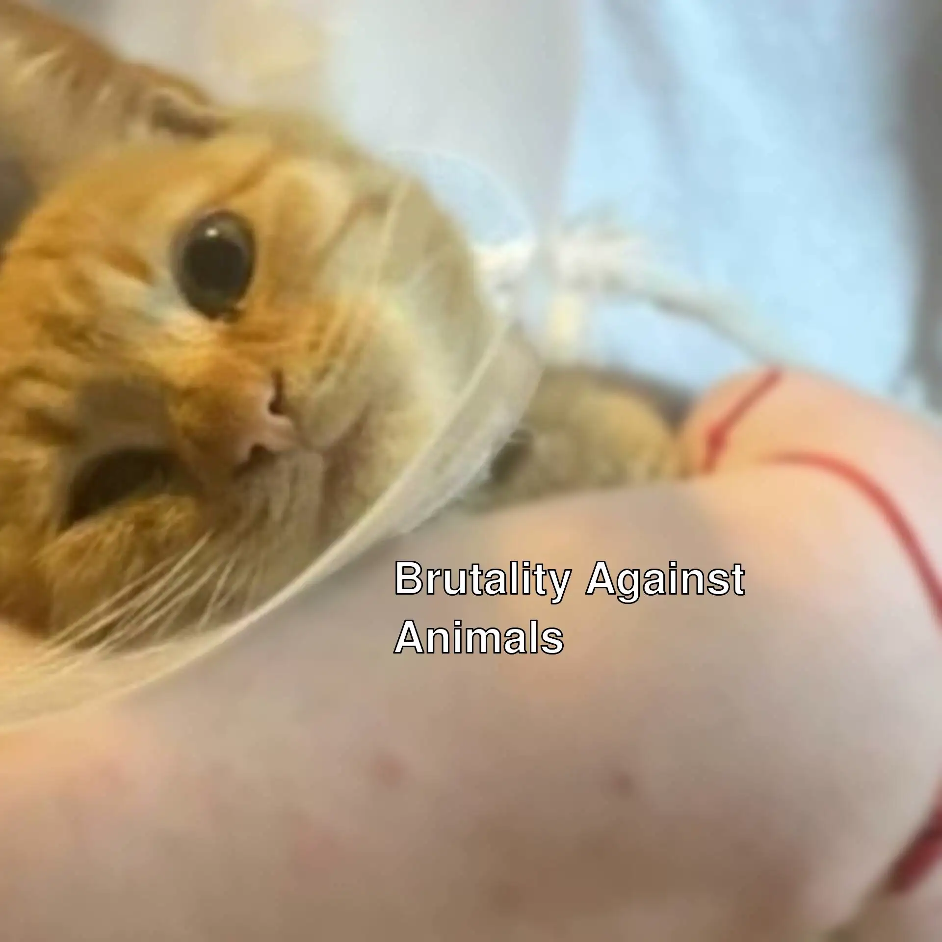 A cat with a cone around its neck. A cat with a cone around its neck.