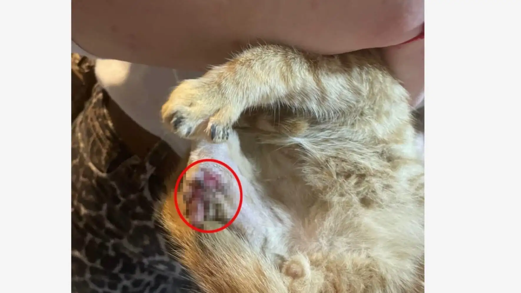 A close-up of a cat's paw. A close-up of a cat's paw.