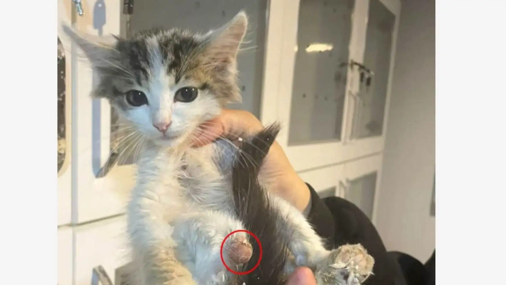 A person holding a cat. A person holding a cat.