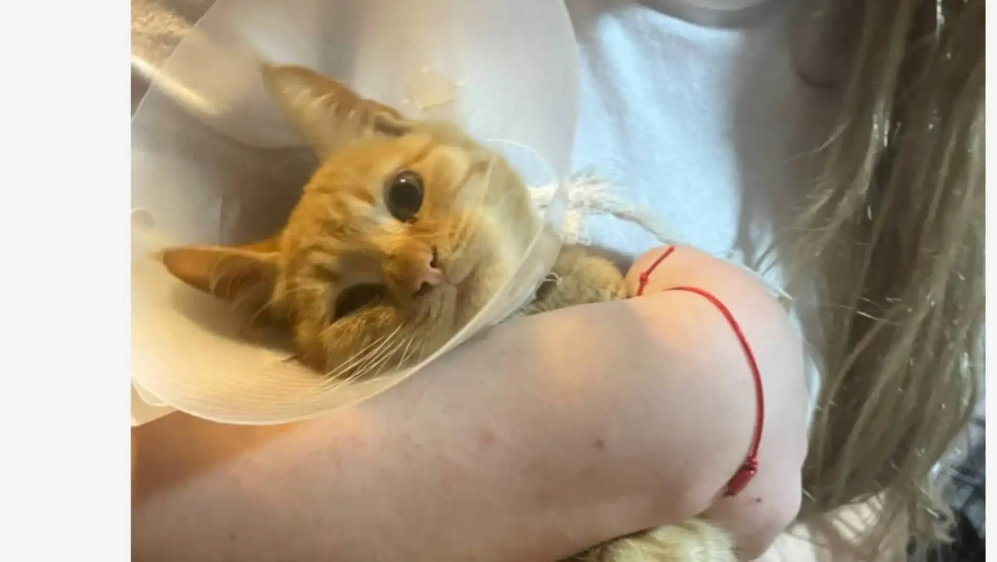 A cat wearing a cone around its head. A cat wearing a cone around its head.