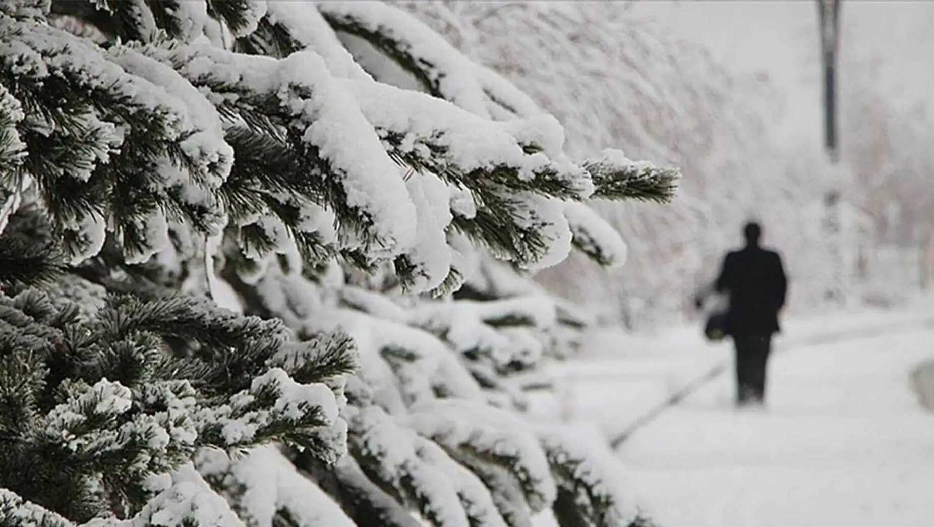 A snow-covered tree branch. A snow-covered tree branch.