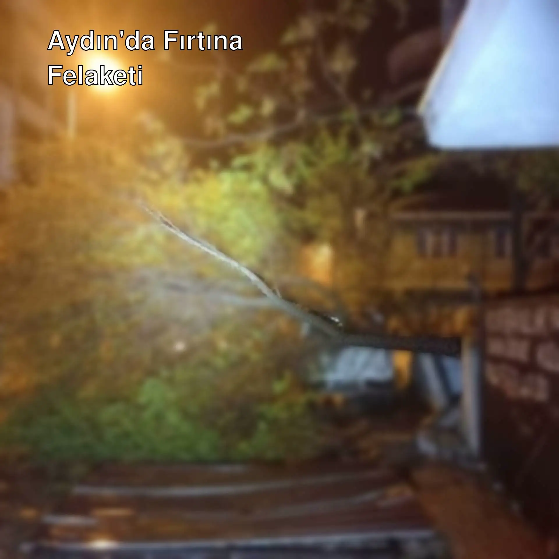 Aydın'da fırtına sonrası devrilen bir ağaç. Aydın'da fırtına sonrası devrilen bir ağaç.