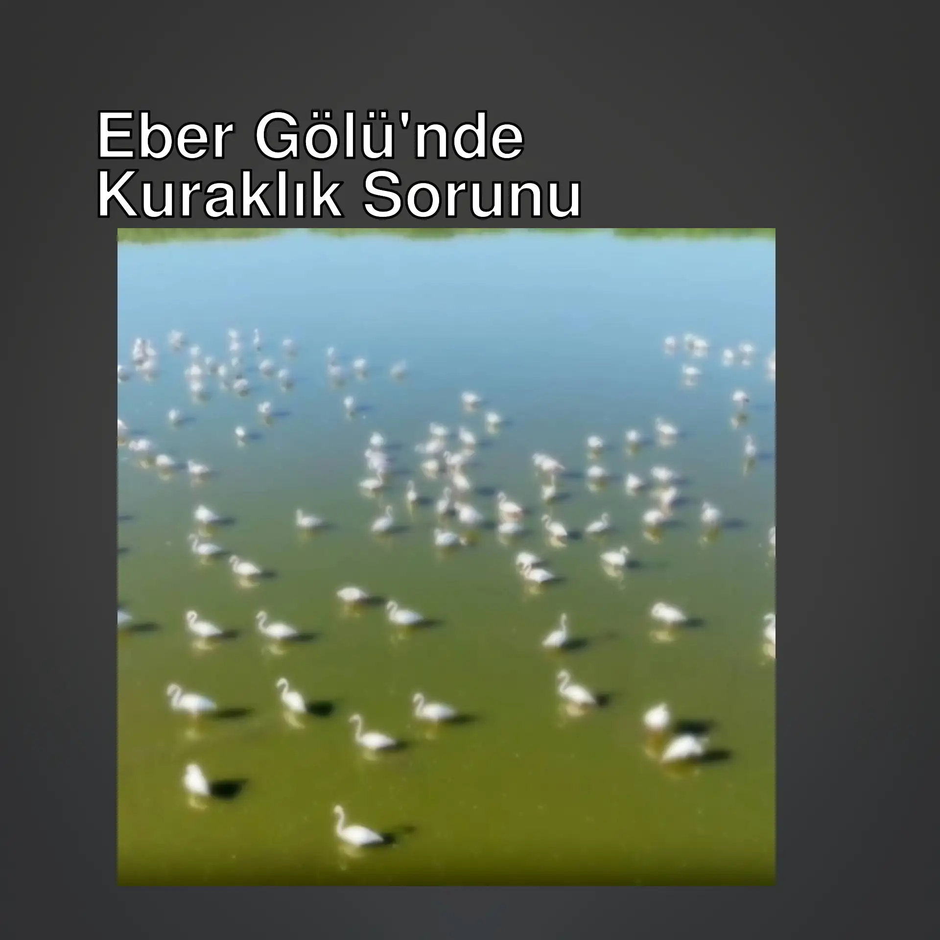 Eber Gölü'nde flamingolar. Eber Gölü'nde flamingolar.