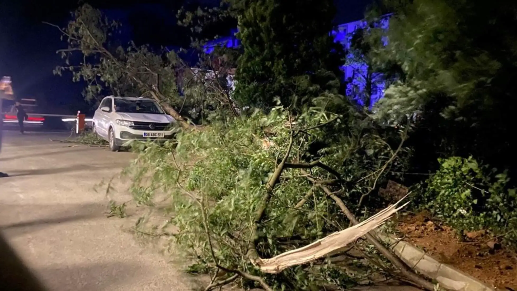 A fallen tree on the roadside. A fallen tree on the roadside.