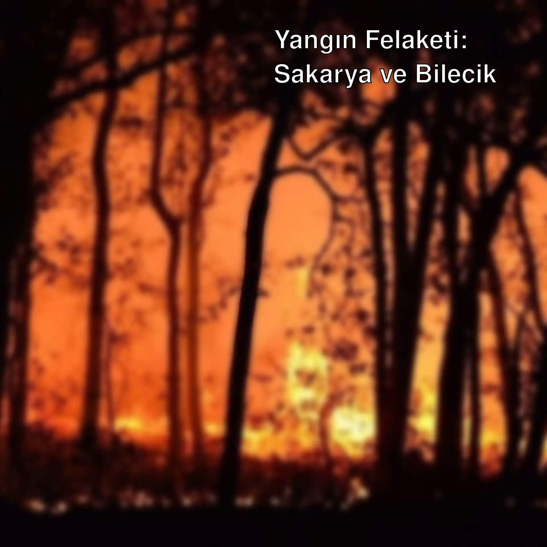 Gece saatlerinde bir orman yangını. Gece saatlerinde bir orman yangını.