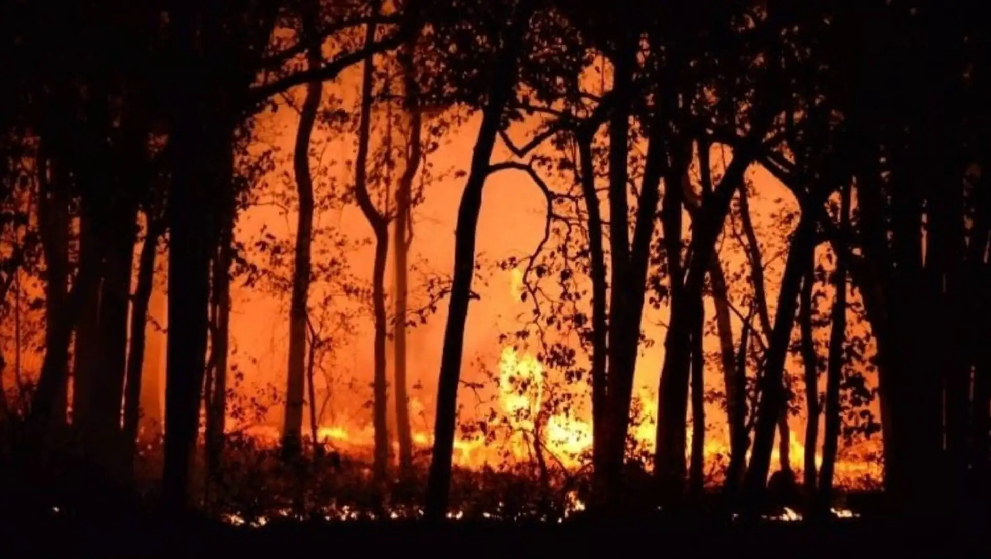 A forest fire at night. A forest fire at night.