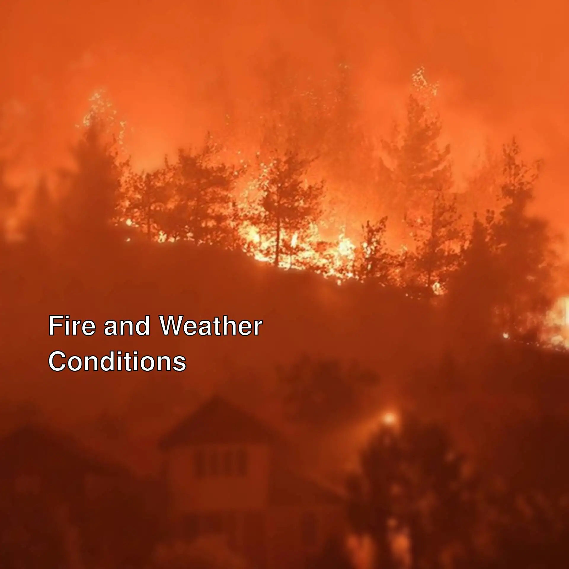 A forest fire in the evening