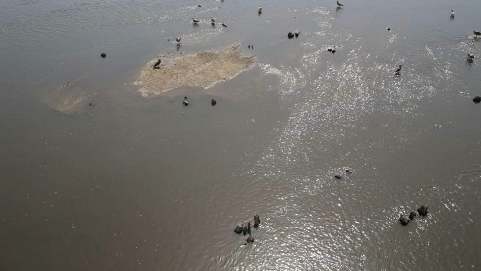Birds in Meriç River. Birds in Meriç River.