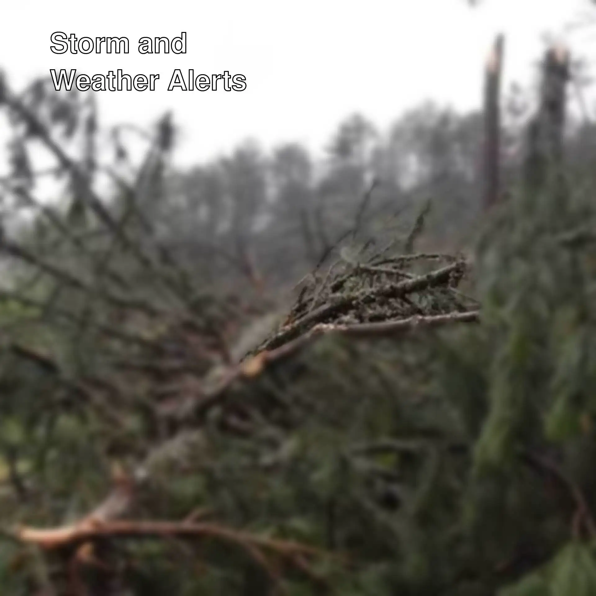 A fallen tree in a forest.