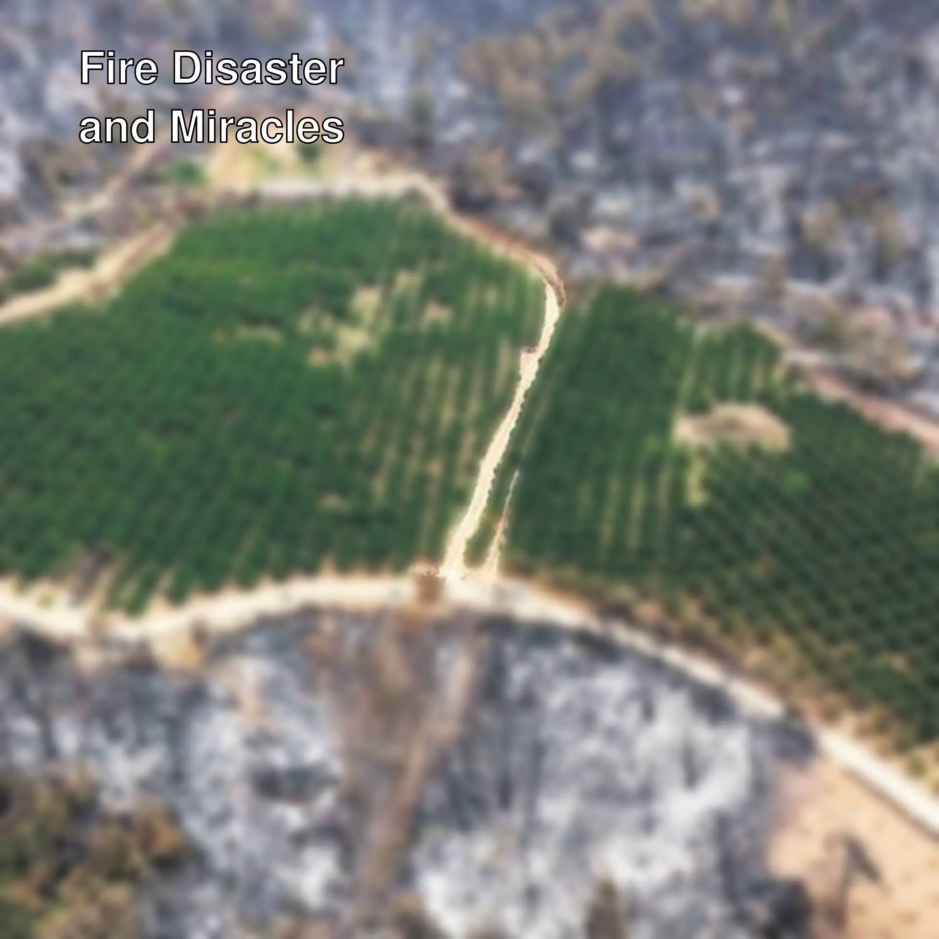 An image related to the forest fire in Bursa. An image related to the forest fire in Bursa.