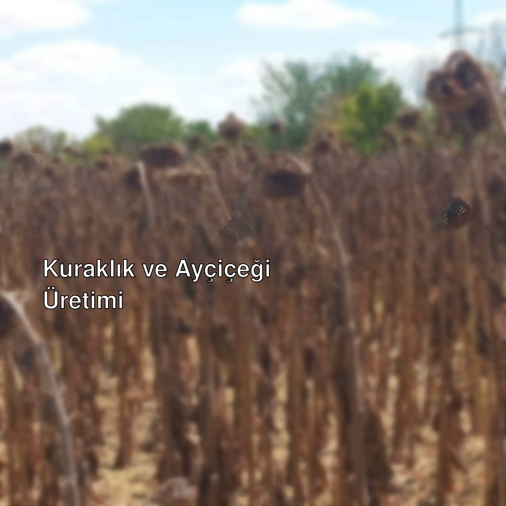 Kuraklık nedeniyle kuruyan ayçiçeği tarlası. Kuraklık nedeniyle kuruyan ayçiçeği tarlası.