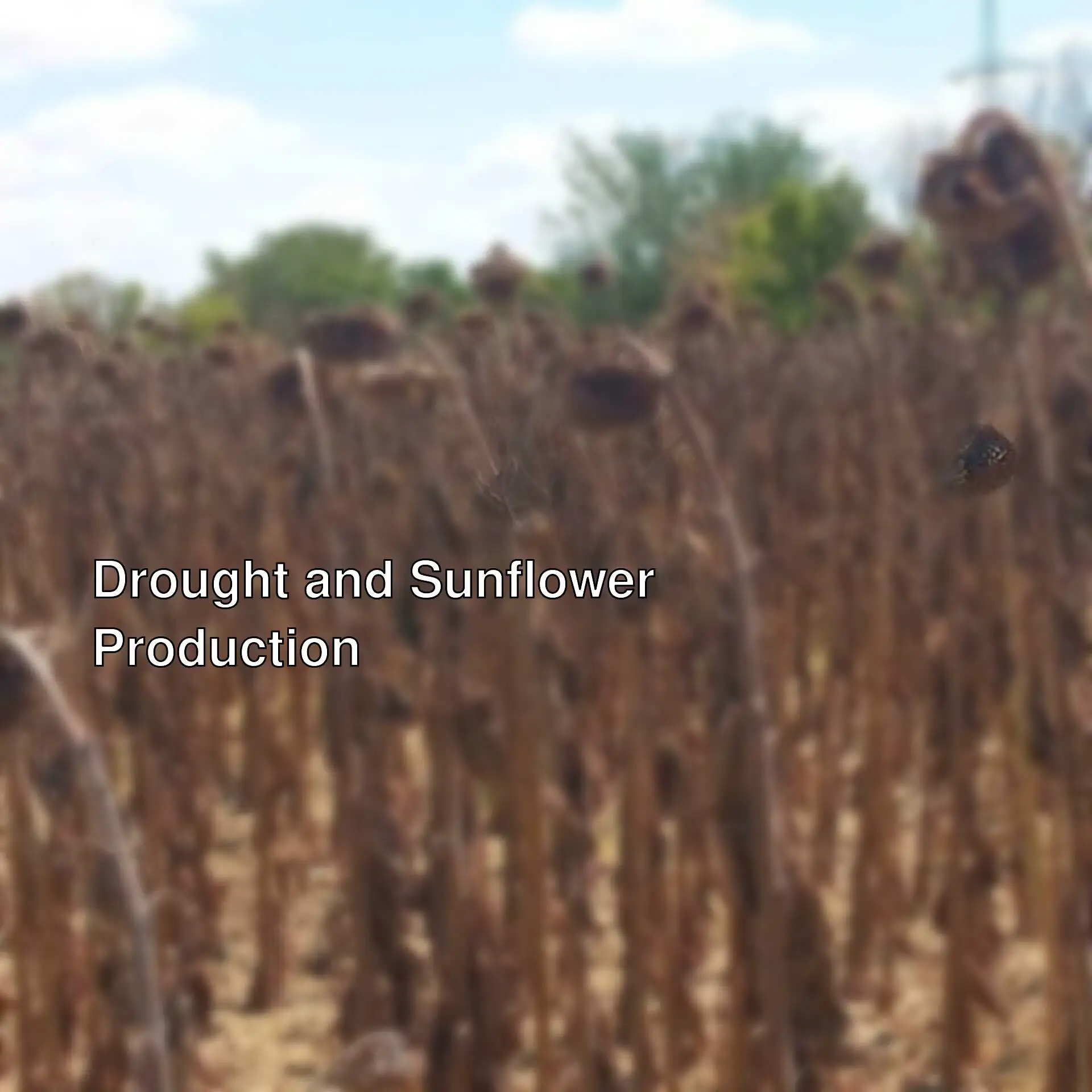 Field of dried sunflowers due to drought.
