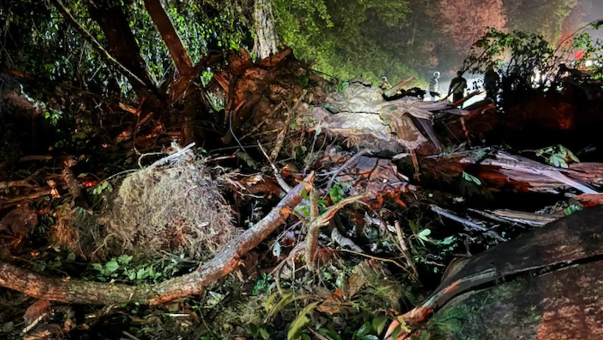 A fallen tree in Çamlıhemşin after the landslide. A fallen tree in Çamlıhemşin after the landslide.