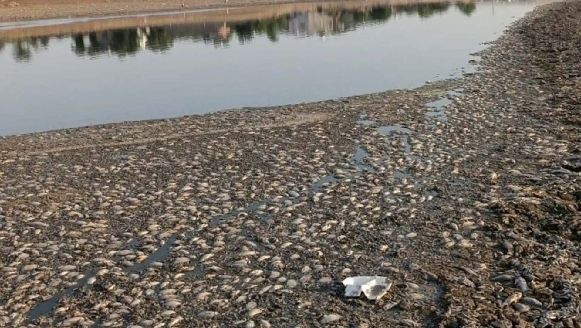 Kuruyan gölette balıkların telef olduğu görüntü.
