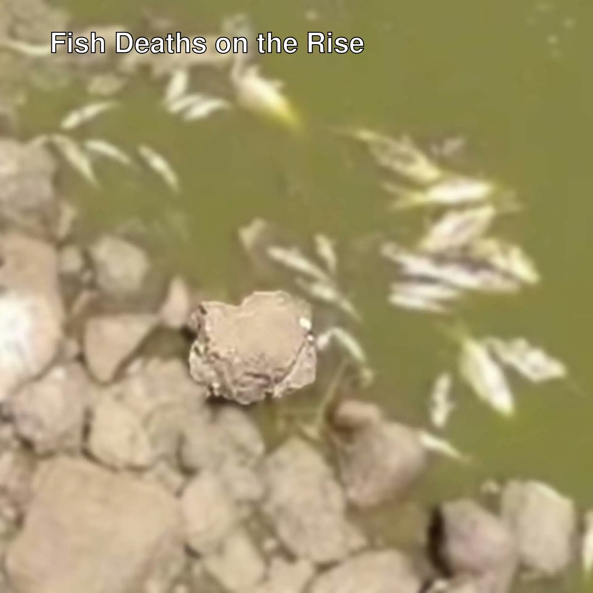 Image of fish dying in a pond.
