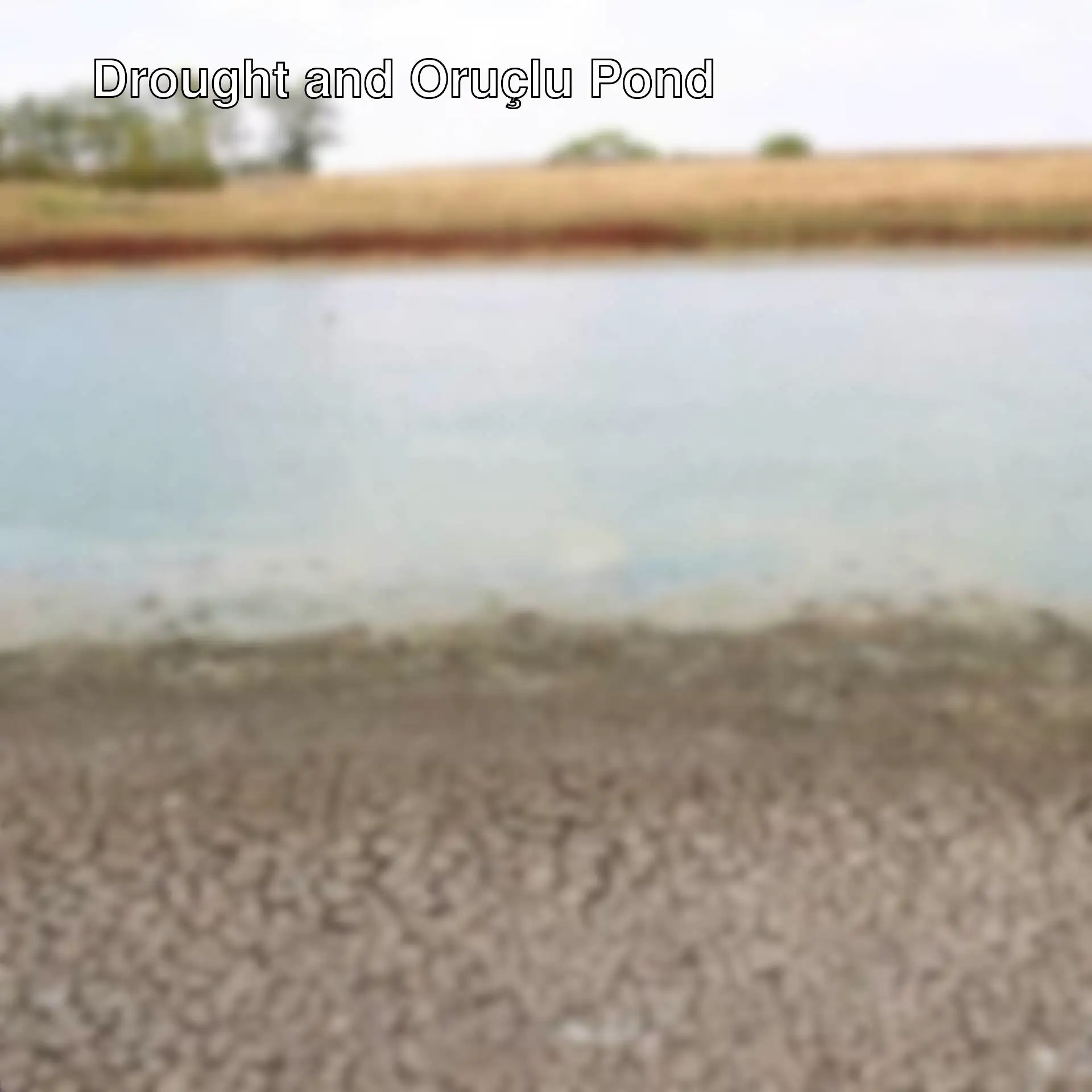 A dry pond with cracks