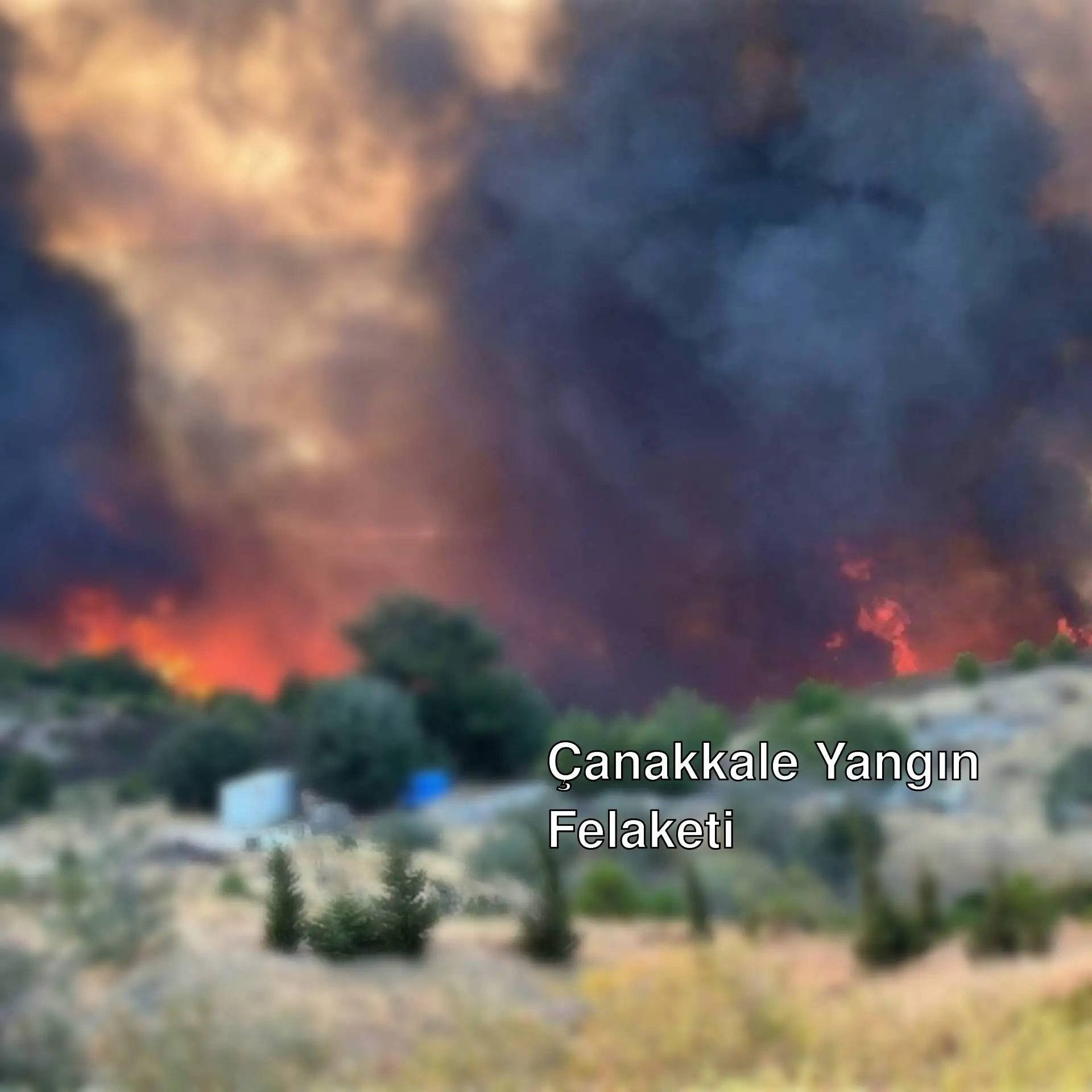 Çanakkale'de çıkan orman yangını. Çanakkale'de çıkan orman yangını.