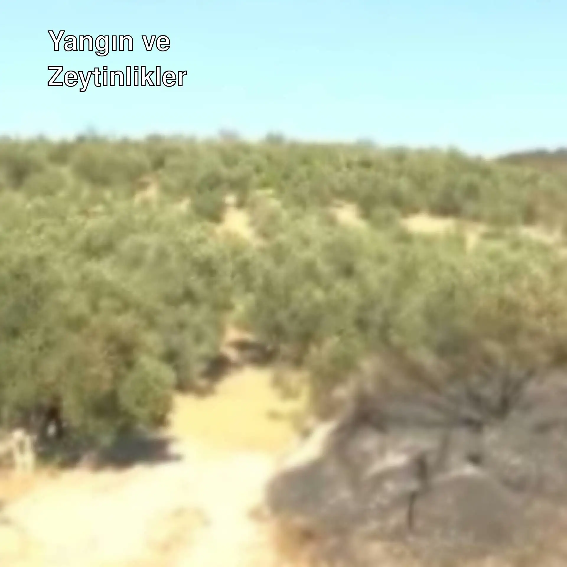 A dirt hill with trees affected by fire.