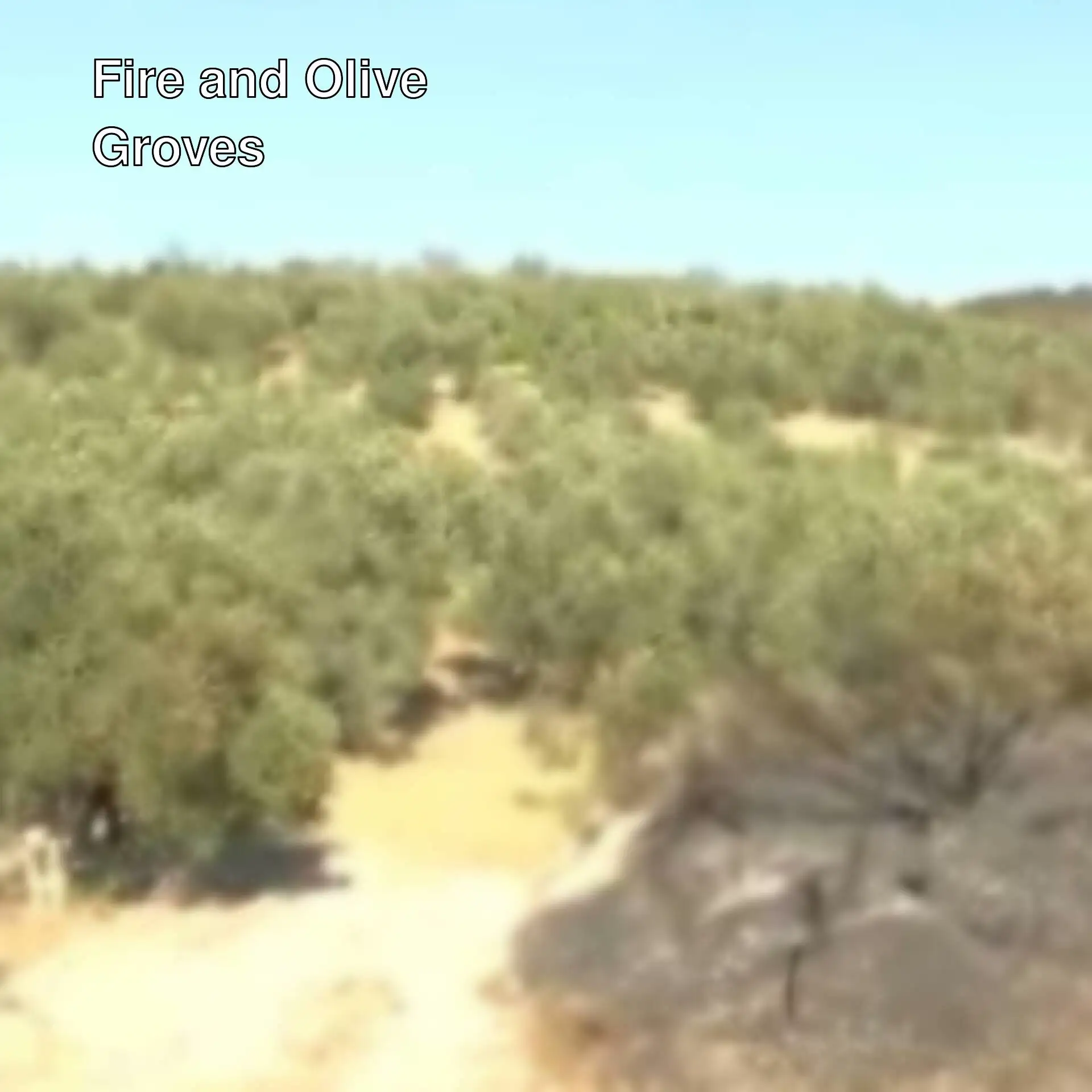 A dirt hill with trees affected by fire. A dirt hill with trees affected by fire.