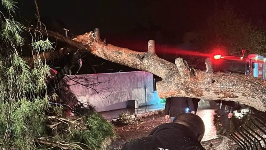 A man standing next to a fallen tree. A man standing next to a fallen tree.