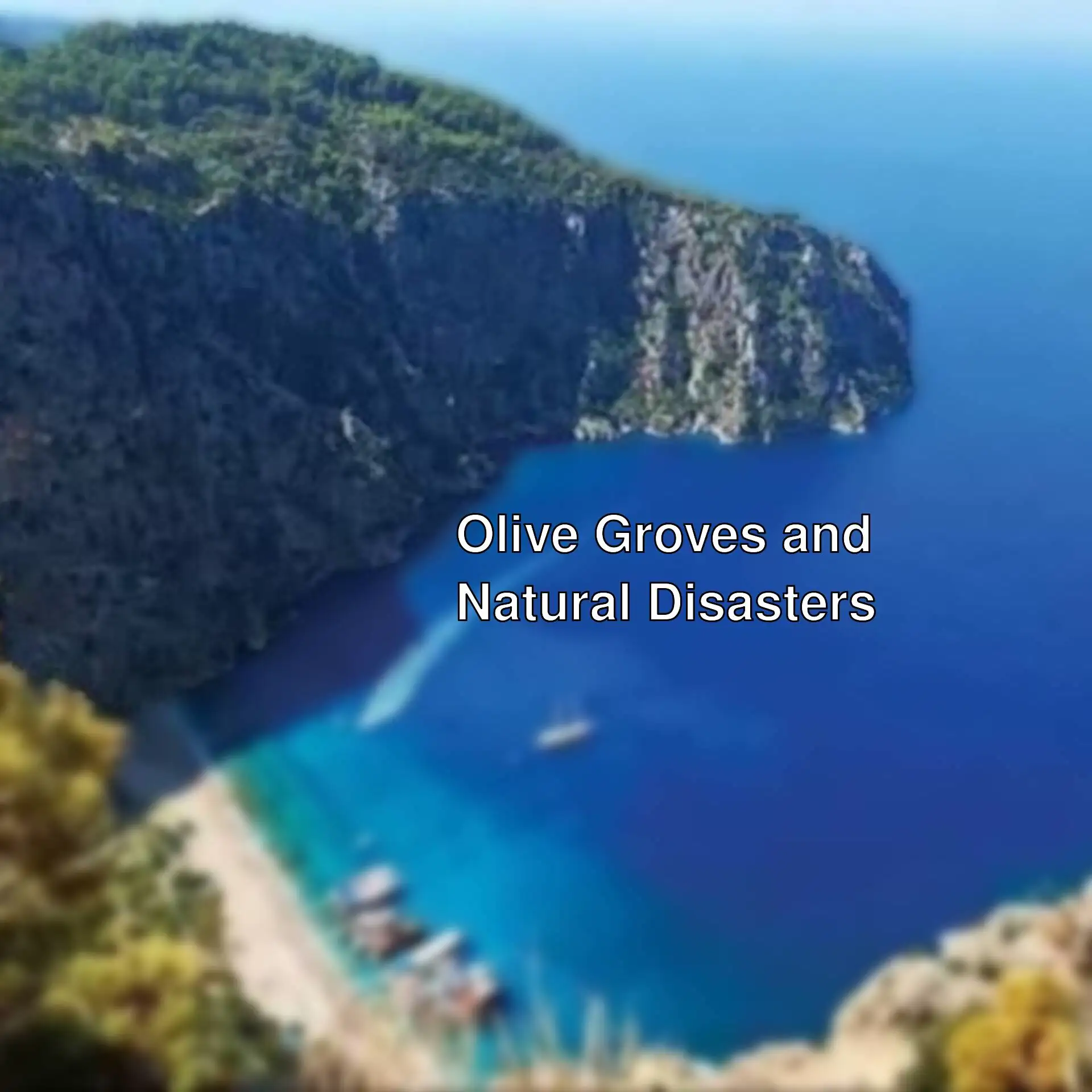 Discussions on natural disasters and the protection of olive groves. Discussions on natural disasters and the protection of olive groves.