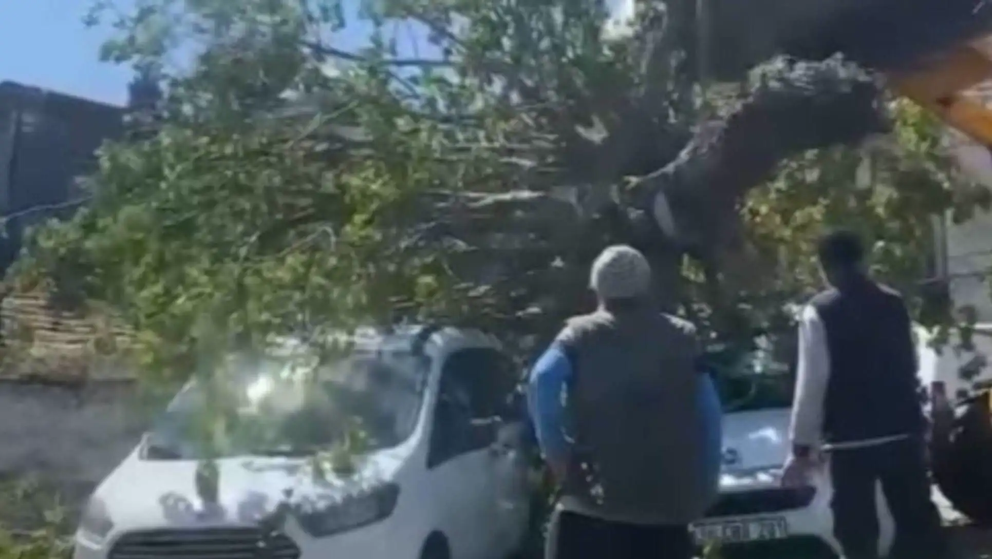 A tree fallen due to the storm.