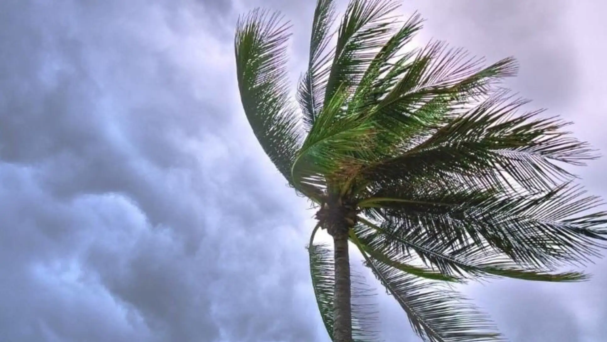A palm tree damaged by the storm.