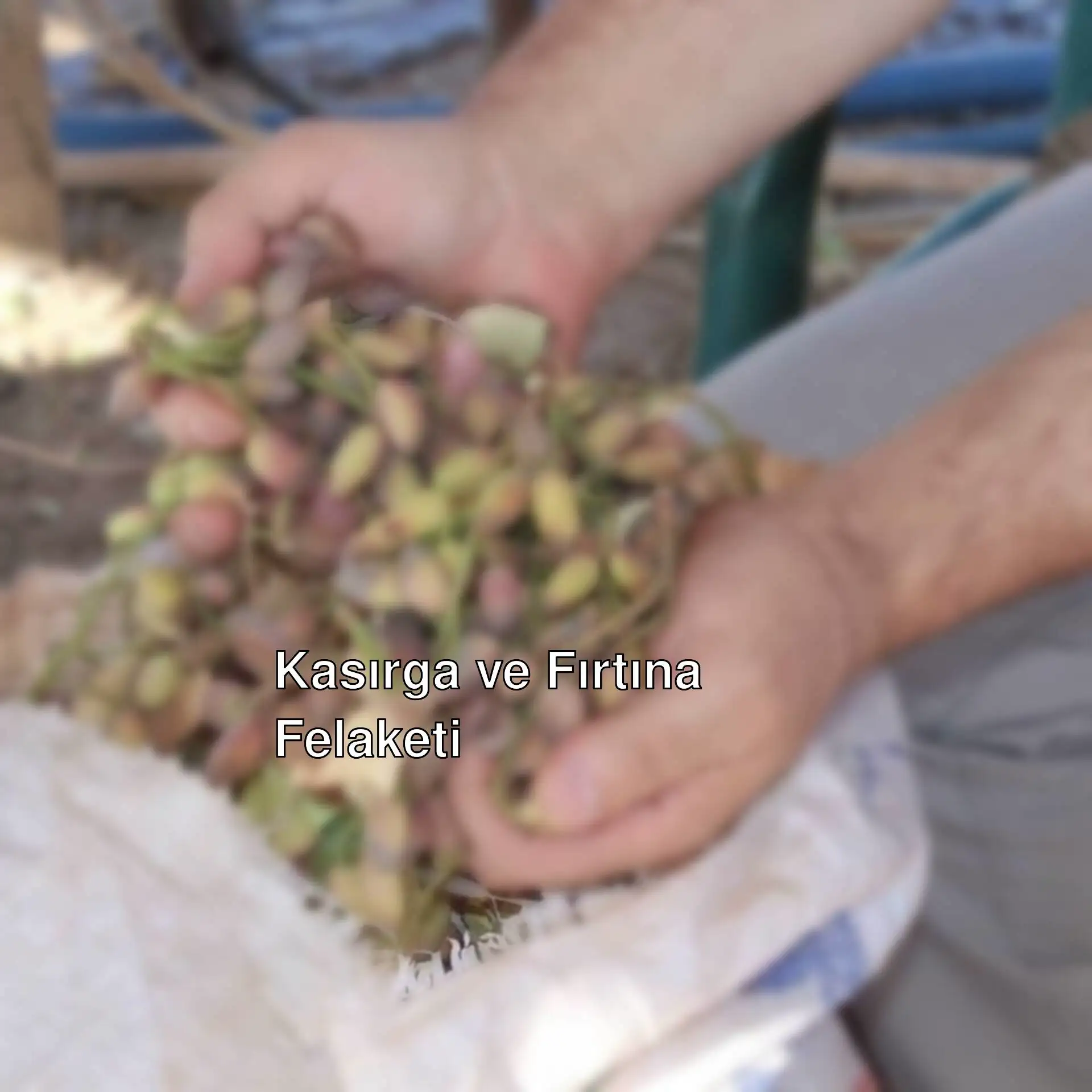 Bir kişi fıstık torbası tutuyor. Bir kişi fıstık torbası tutuyor.
