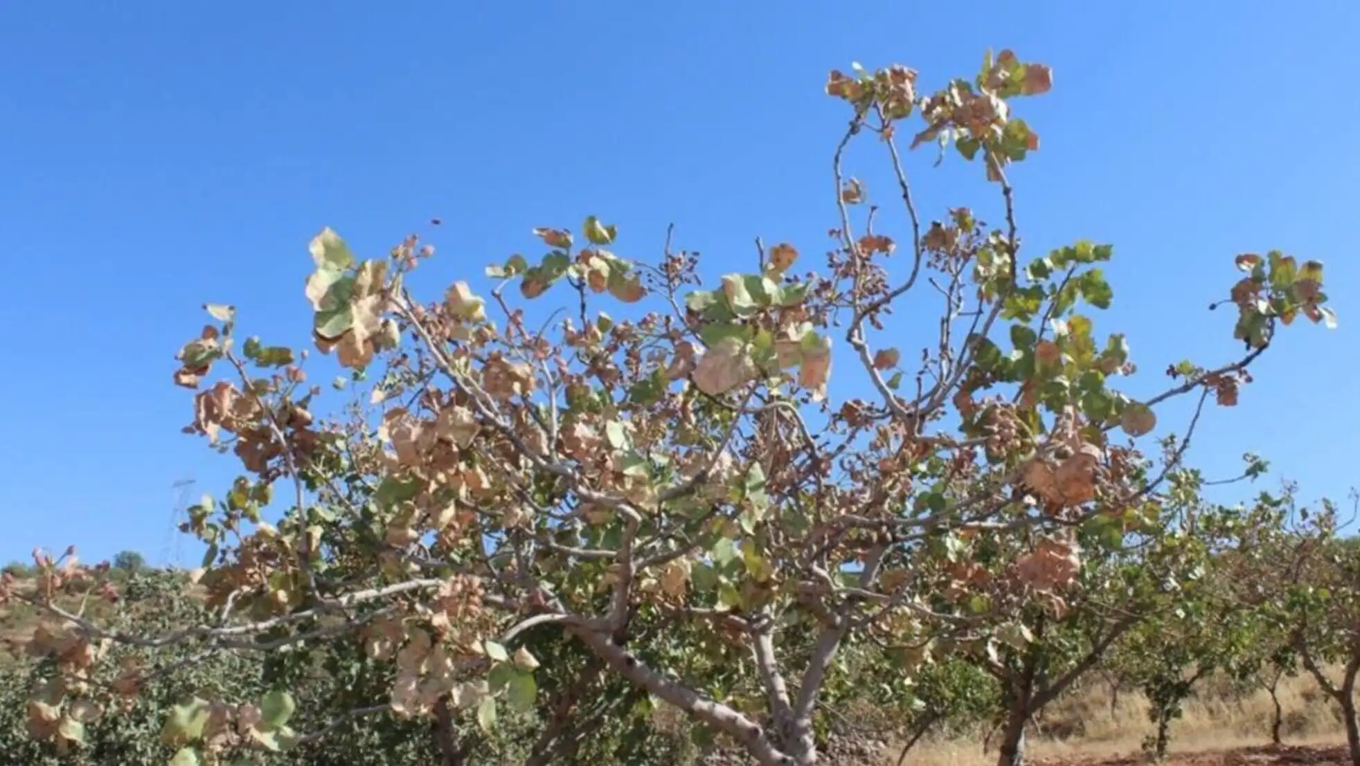 A close-up of a tree. A close-up of a tree.