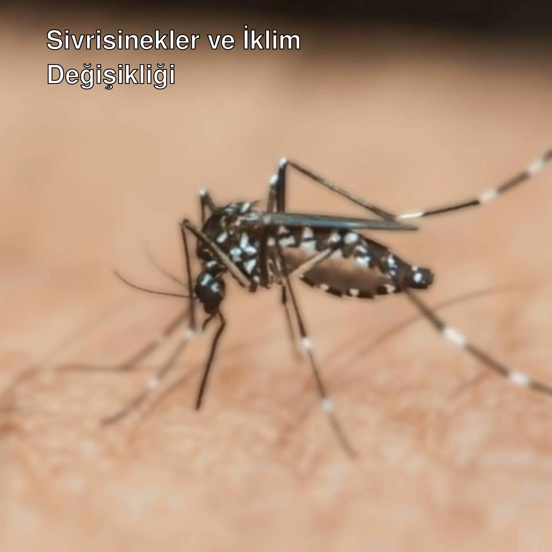 Bir sivrisineğin yakın çekimi. Bir sivrisineğin yakın çekimi.