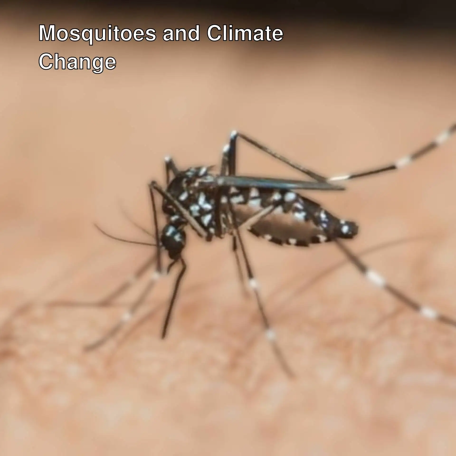 A close-up of a mosquito. A close-up of a mosquito.