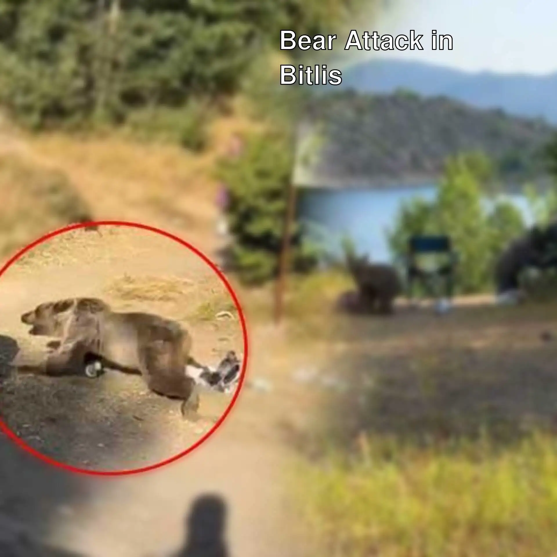 A bear during the attack in Bitlis. A bear during the attack in Bitlis.