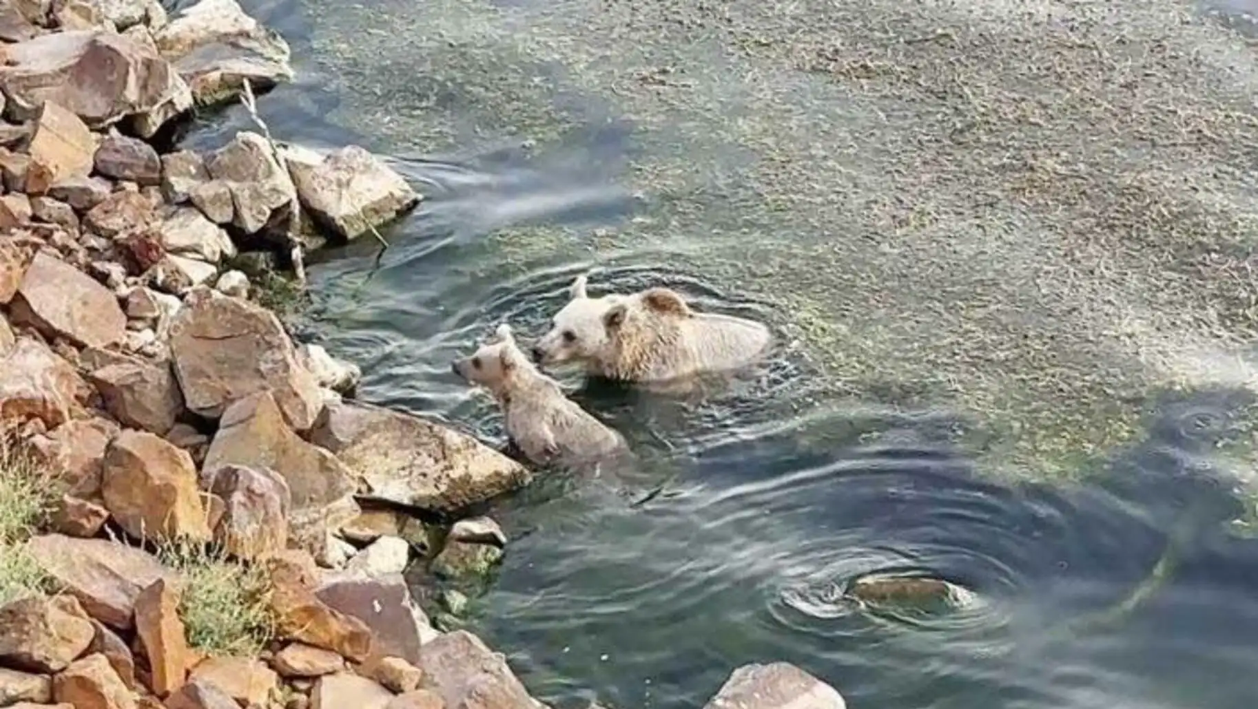 A bear and a cub in the water. A bear and a cub in the water.
