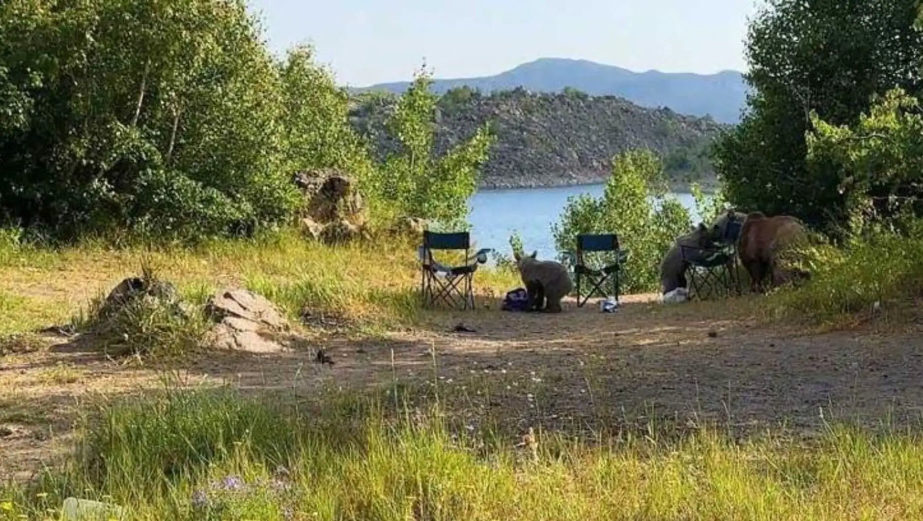 A group of bears sitting by the lake. A group of bears sitting by the lake.