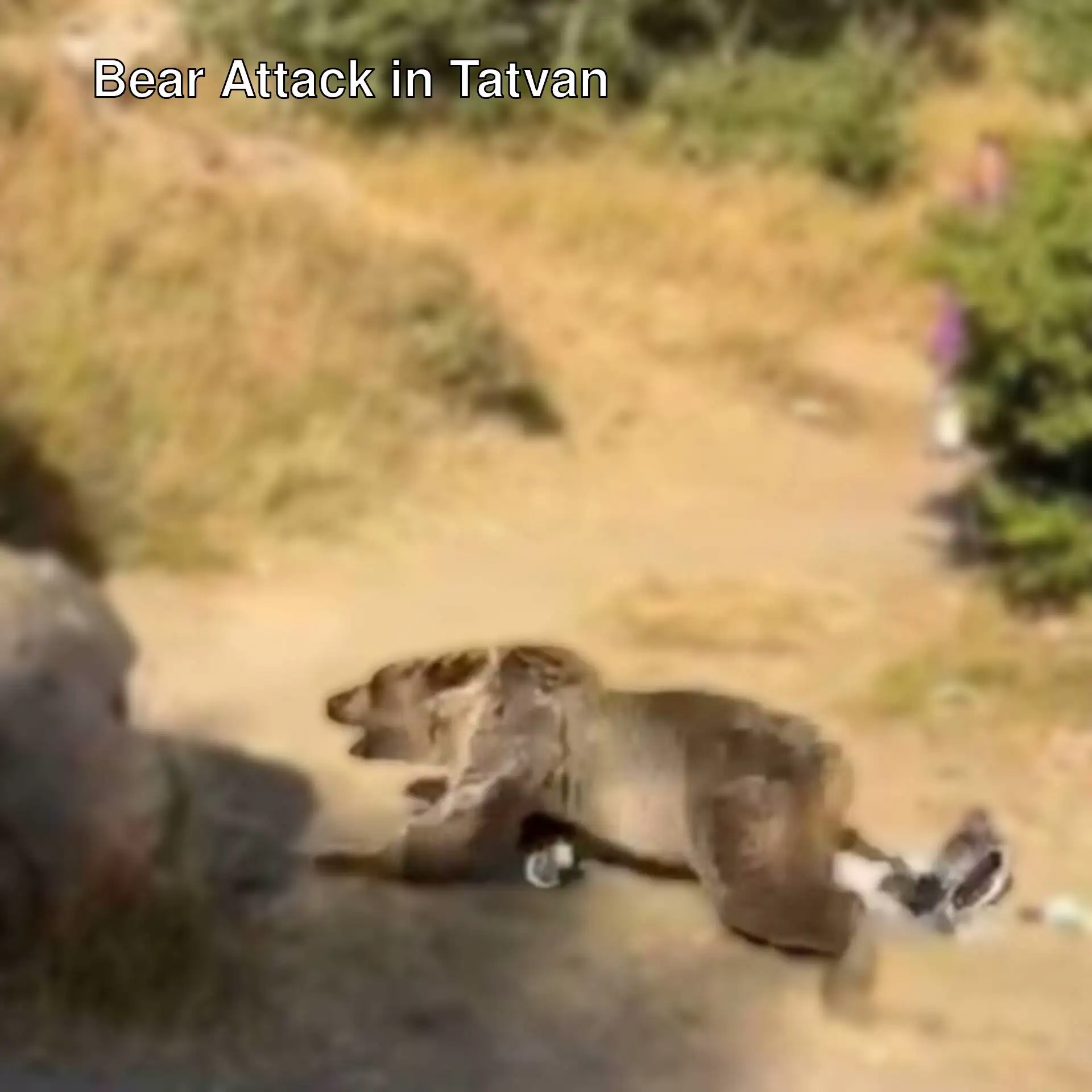 An image of a bear lying on the ground. An image of a bear lying on the ground.