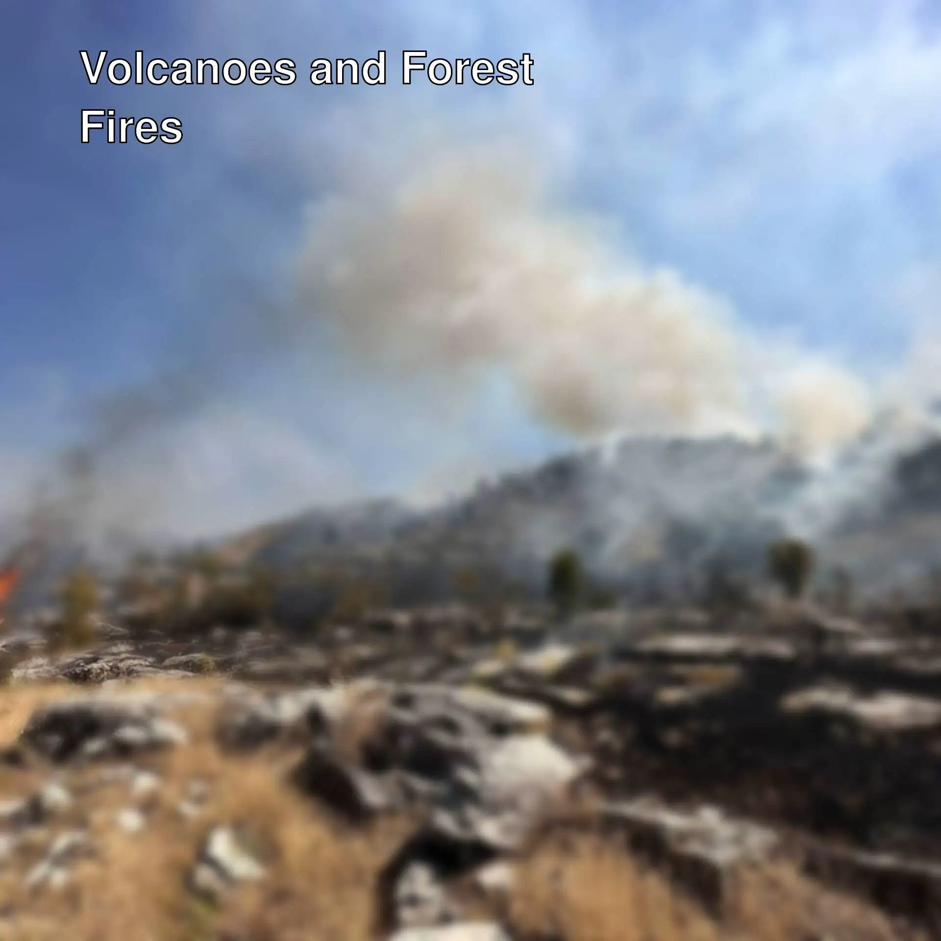 A forest fire A forest fire