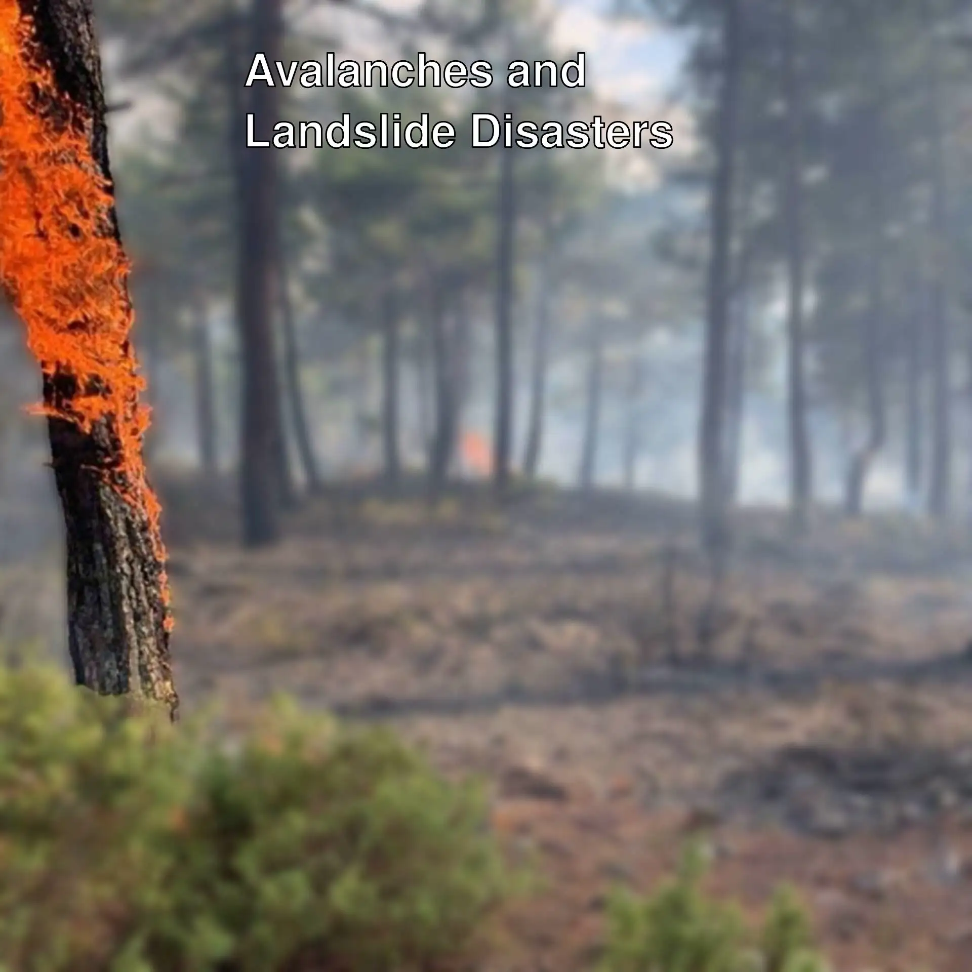 A forest fire with smoke and trees A forest fire with smoke and trees