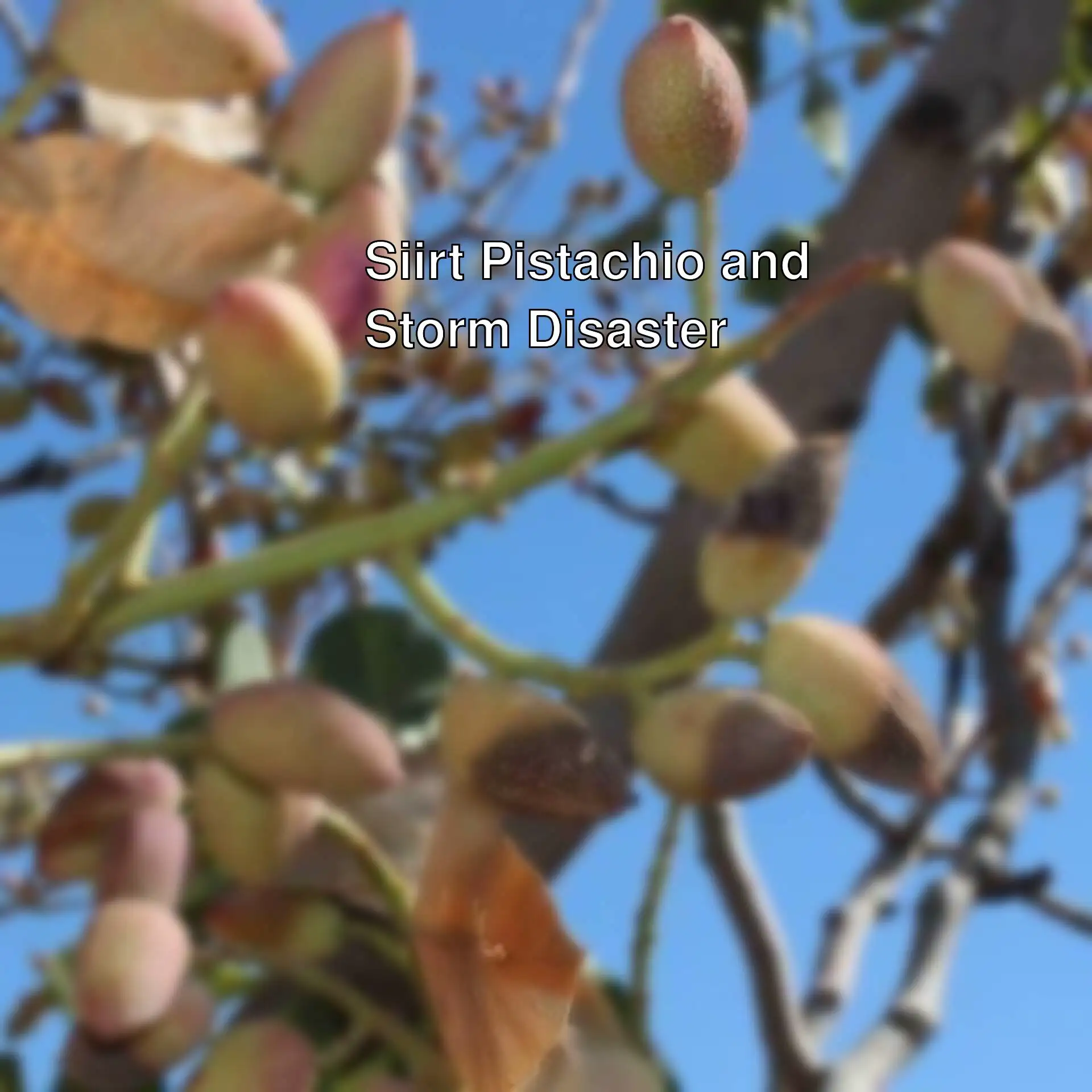 Siirt pistachio trees affected by extreme heat.